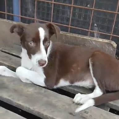 Yuma, female puppy Mixed Breed for adoption at Ein Herz für Fellnasen e.V., Waakirchen