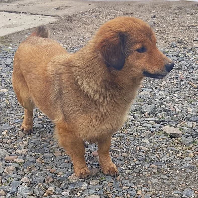 ZARAH 21.04.2023 35cm, female 3yo Dachshund for adoption at Ein Herz für Fellnasen e.V., Waakirchen