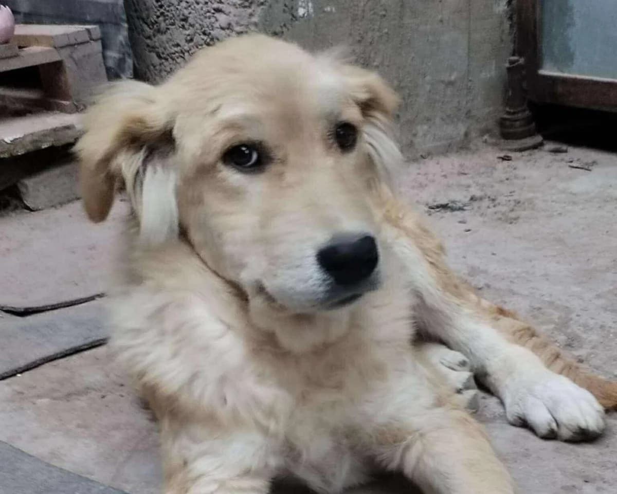 Aalyah, beige puppy Mixed Breed for adoption at Ein Herz für Streuner e.V., München