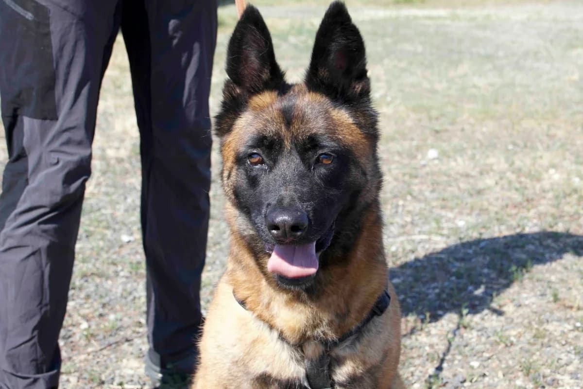 Aaron, male 5yo Mixed Breed for adoption at Ein Herz für Streuner e.V., München