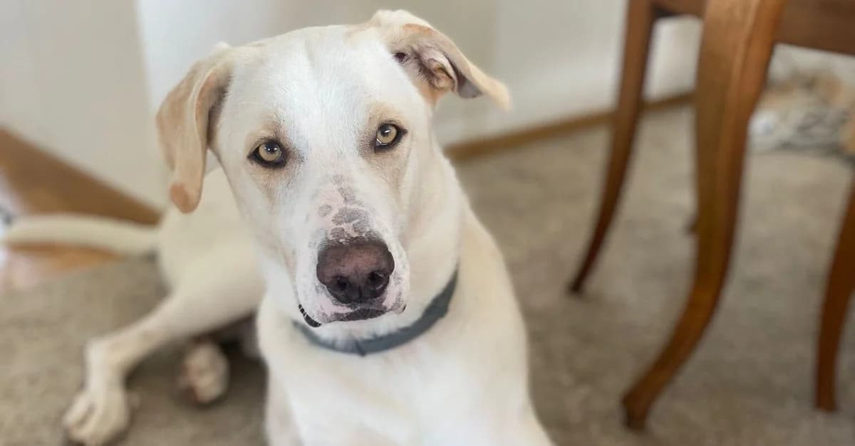 Aaron, male 5yo Mixed Breed for adoption at Ein Herz für Streuner e.V., München