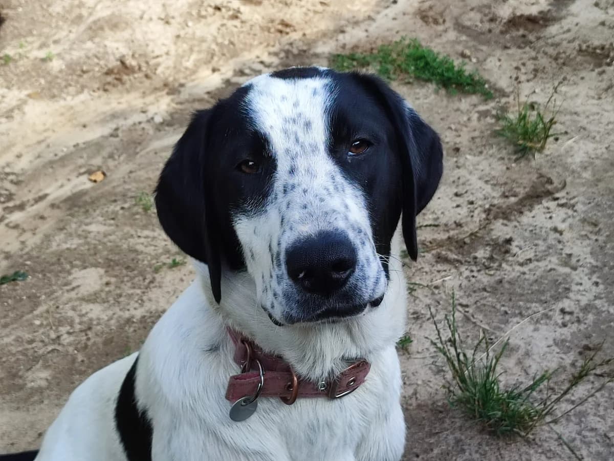 Abba, female young Mixed Breed for adoption at Ein Herz für Streuner e.V., München