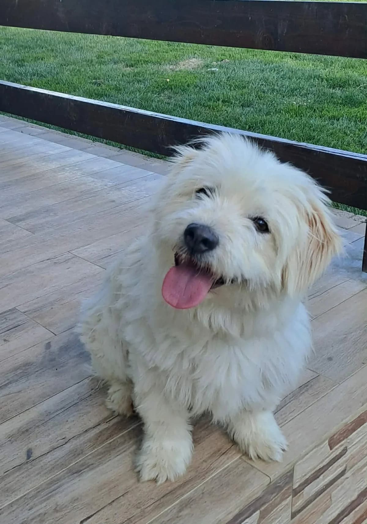 Abbie, female 5yo Mixed Breed for adoption at Ein Herz für Streuner e.V., München