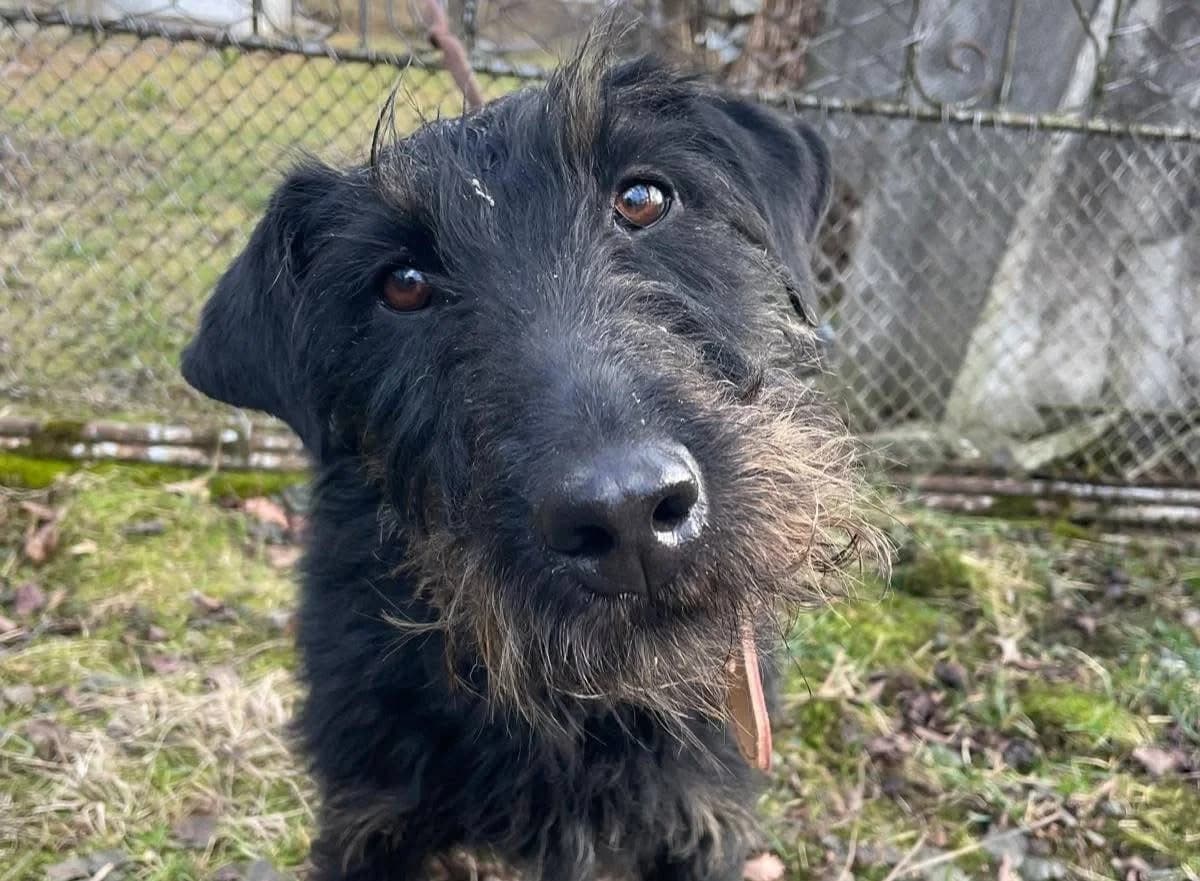 Abby, female 3yo Mixed Breed for adoption at Ein Herz für Streuner e.V., München
