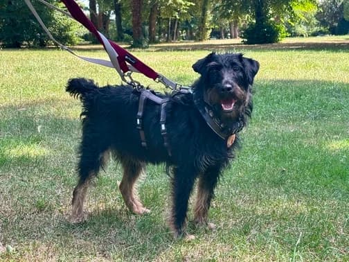 Abby, female 5yo Mixed Breed for adoption at Ein Herz für Streuner e.V., München