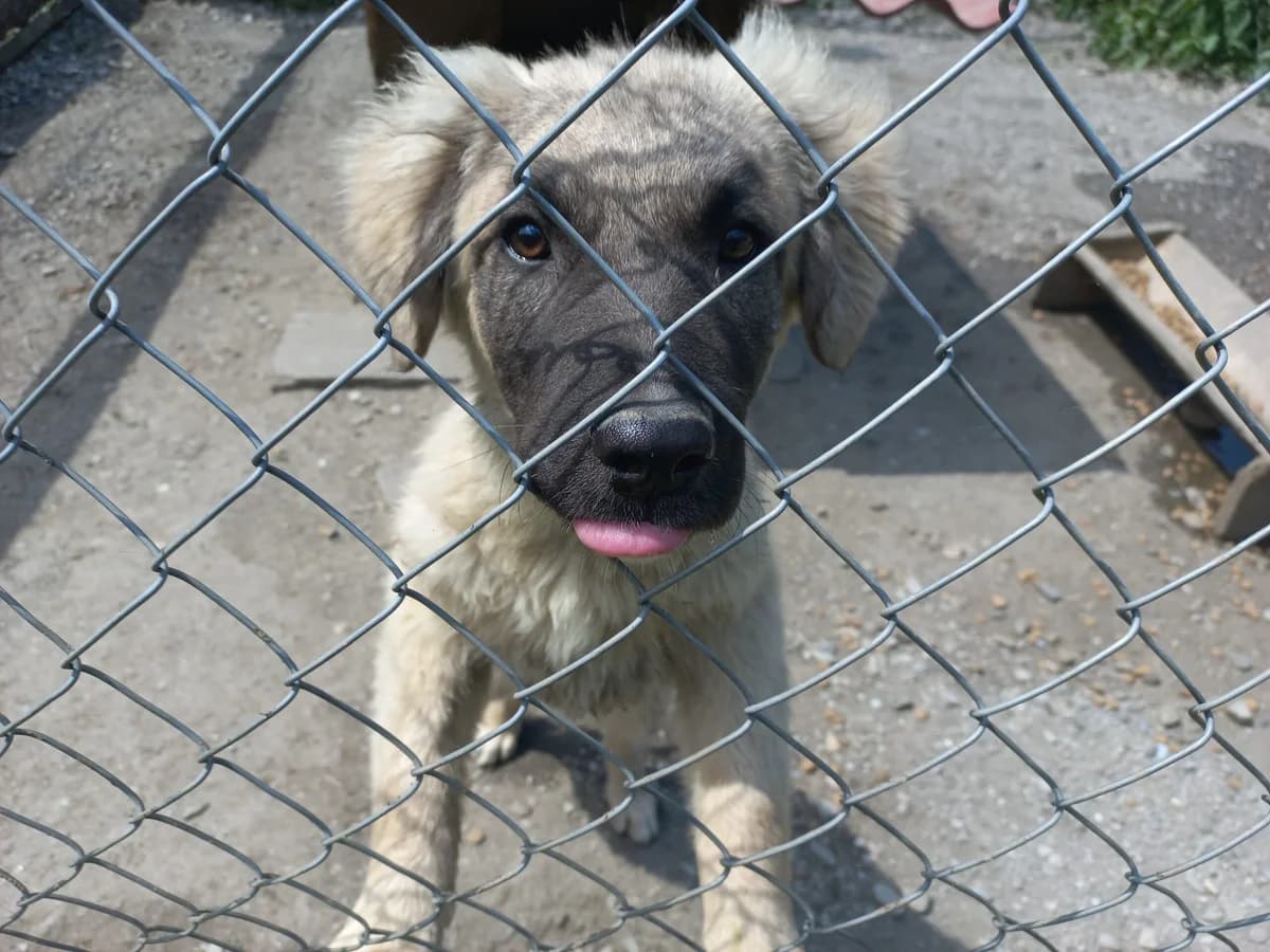 Abby, female young Mixed Breed for adoption at Ein Herz für Streuner e.V., München