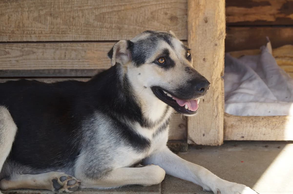 Abigail, female young Mixed Breed for adoption at Ein Herz für Streuner e.V., München
