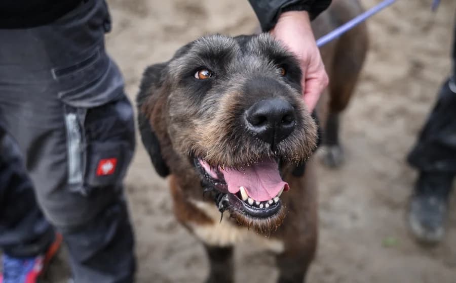 Abigail, female 5yo Mixed Breed for adoption at Ein Herz für Streuner e.V., München