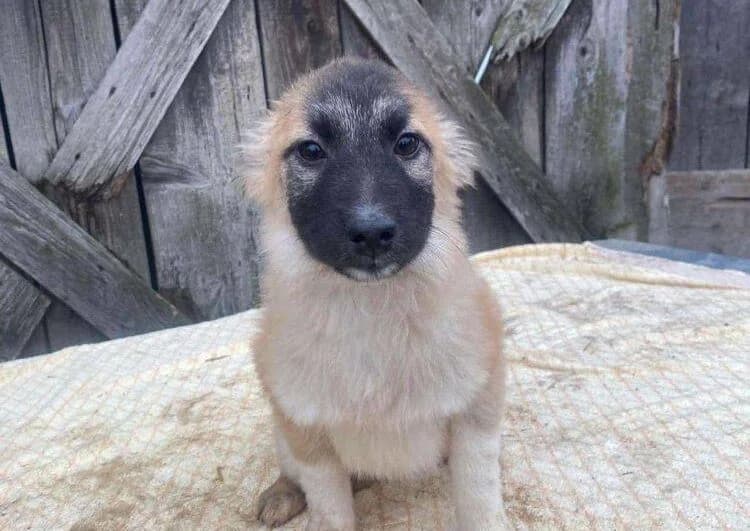 Abla, Mixed Breed for adoption at Ein Herz für Streuner e.V., München