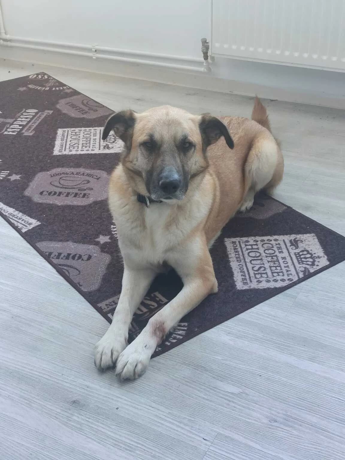 Abruzzo, male 5yo Mixed Breed for adoption at Ein Herz für Streuner e.V., München