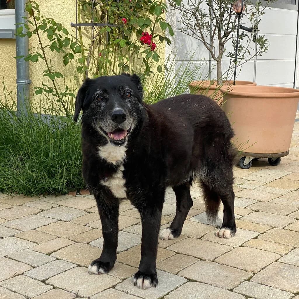 Abuela, female senior Mixed Breed for adoption at Ein Herz für Streuner e.V., München