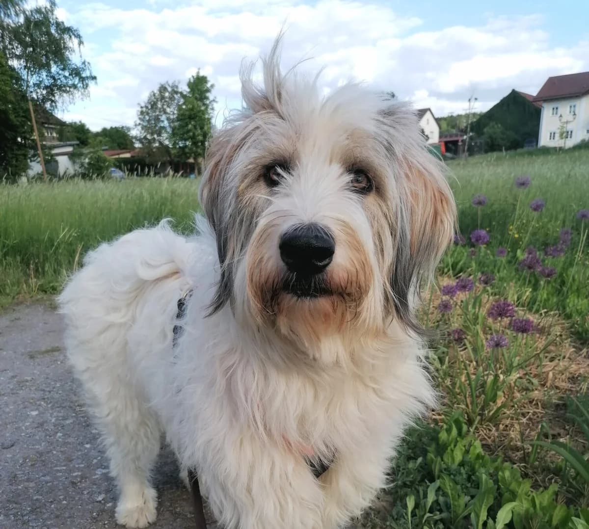 Aby, female 5yo Mixed Breed for adoption at Ein Herz für Streuner e.V., München