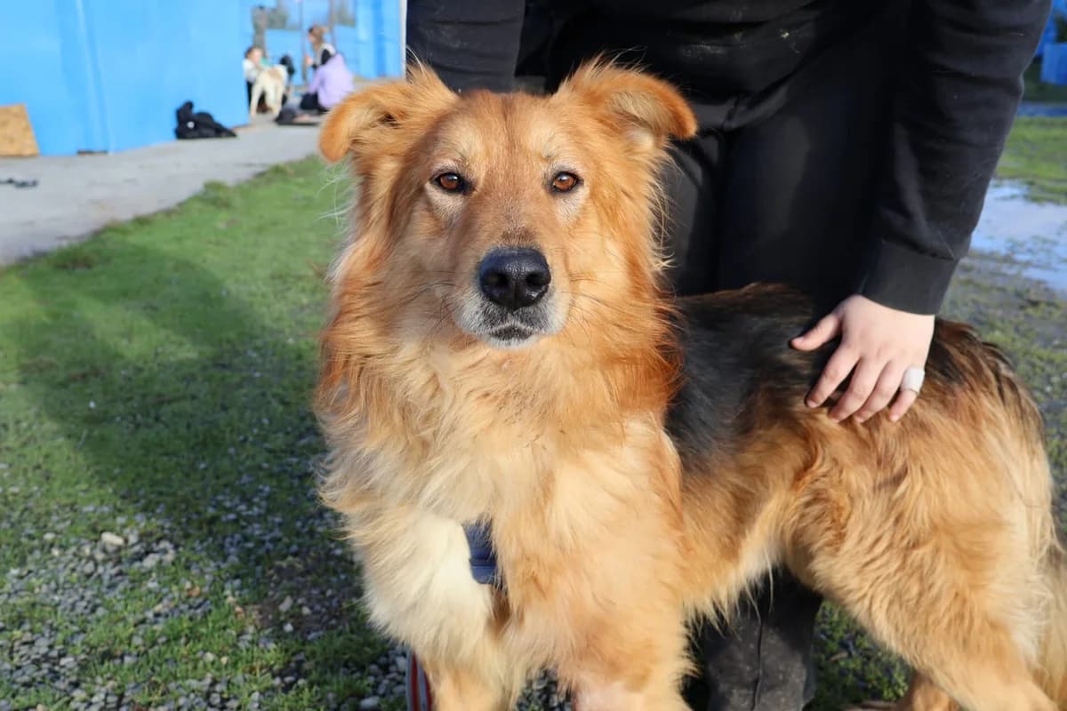 Ace, male 5yo Mixed Breed for adoption at Ein Herz für Streuner e.V., München