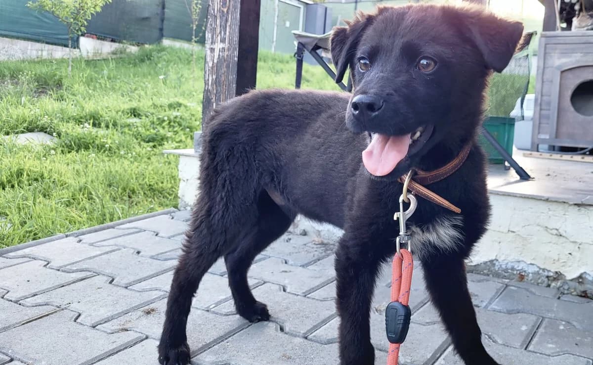 Ace, weiß male puppy Mixed Breed for adoption at Ein Herz für Streuner e.V., München