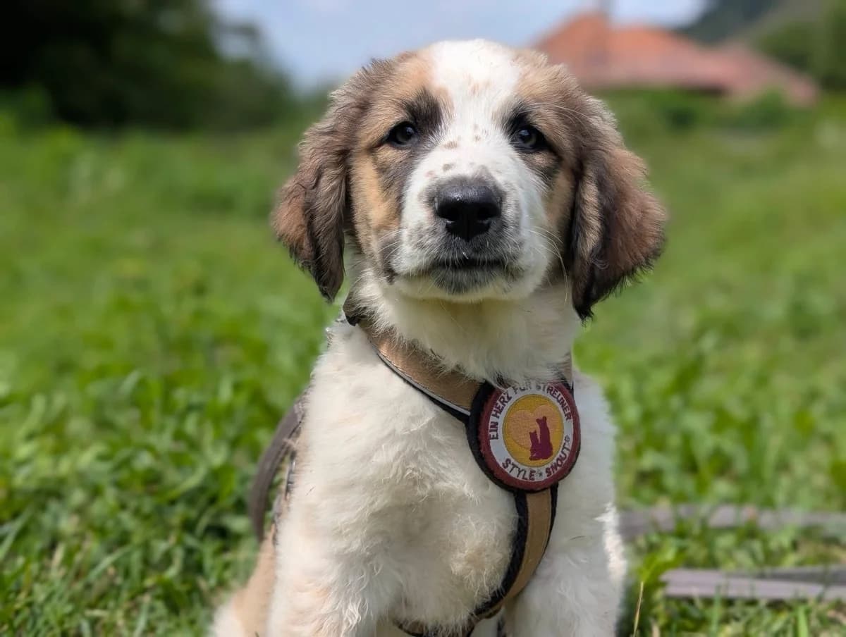 Achilles, female puppy Mixed Breed for adoption at Ein Herz für Streuner e.V., München
