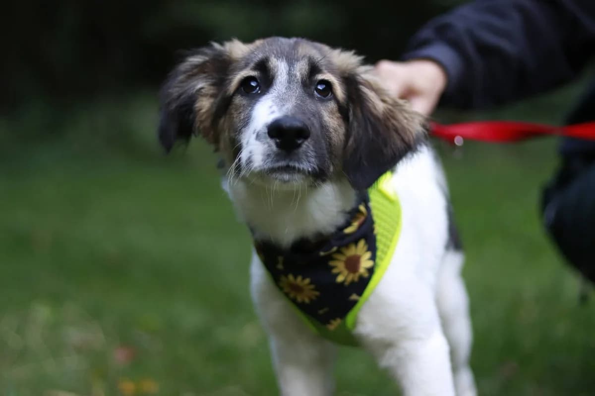 Ada, grau female puppy Mixed Breed for adoption at Ein Herz für Streuner e.V., München