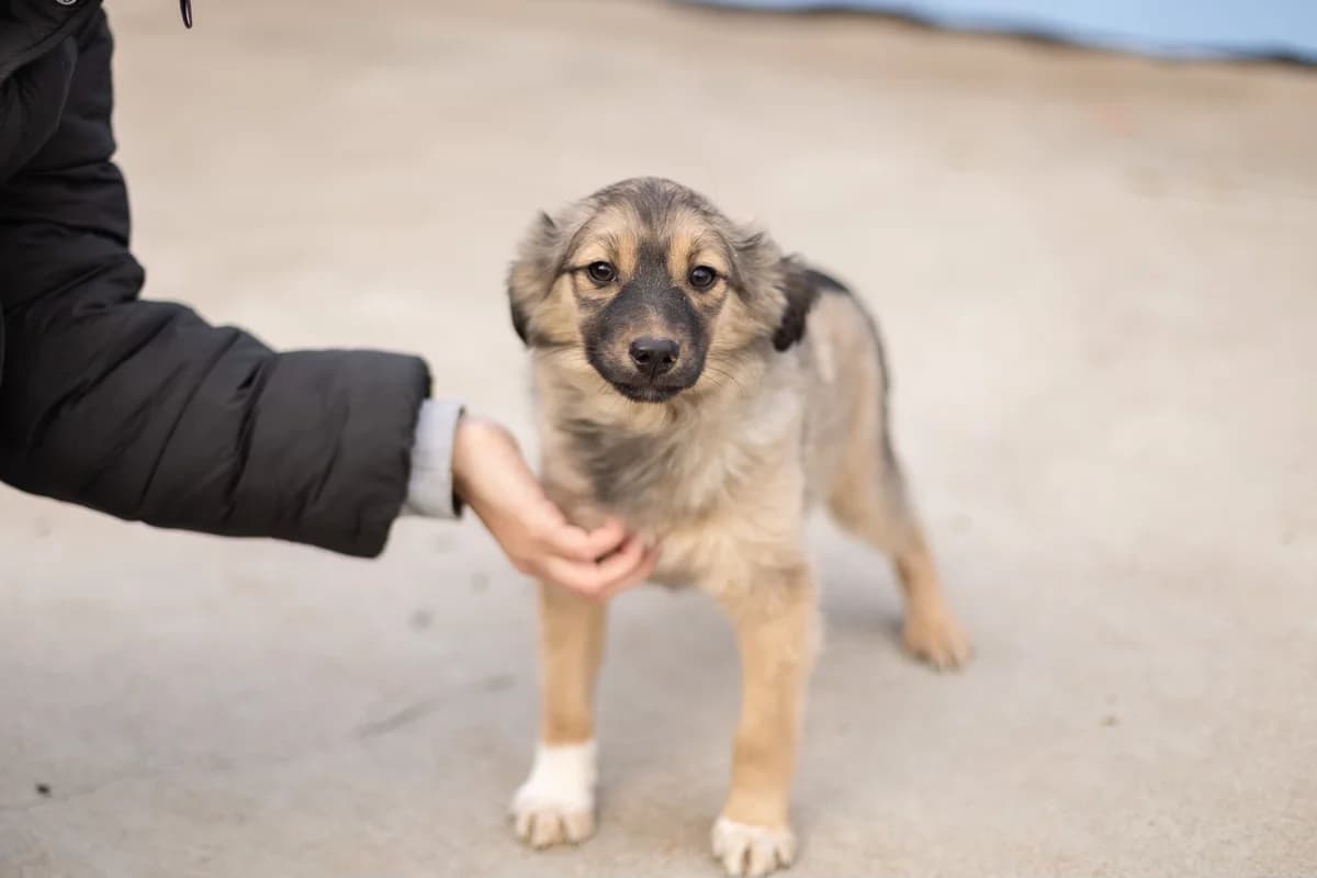 Ada, schwarz female puppy Mixed Breed for adoption at Ein Herz für Streuner e.V., München