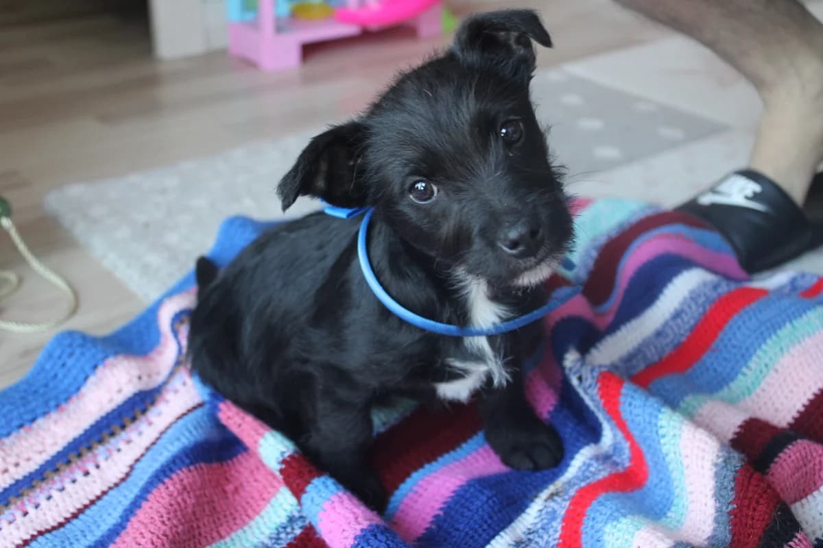 Adam, weiß male puppy Mixed Breed for adoption at Ein Herz für Streuner e.V., München