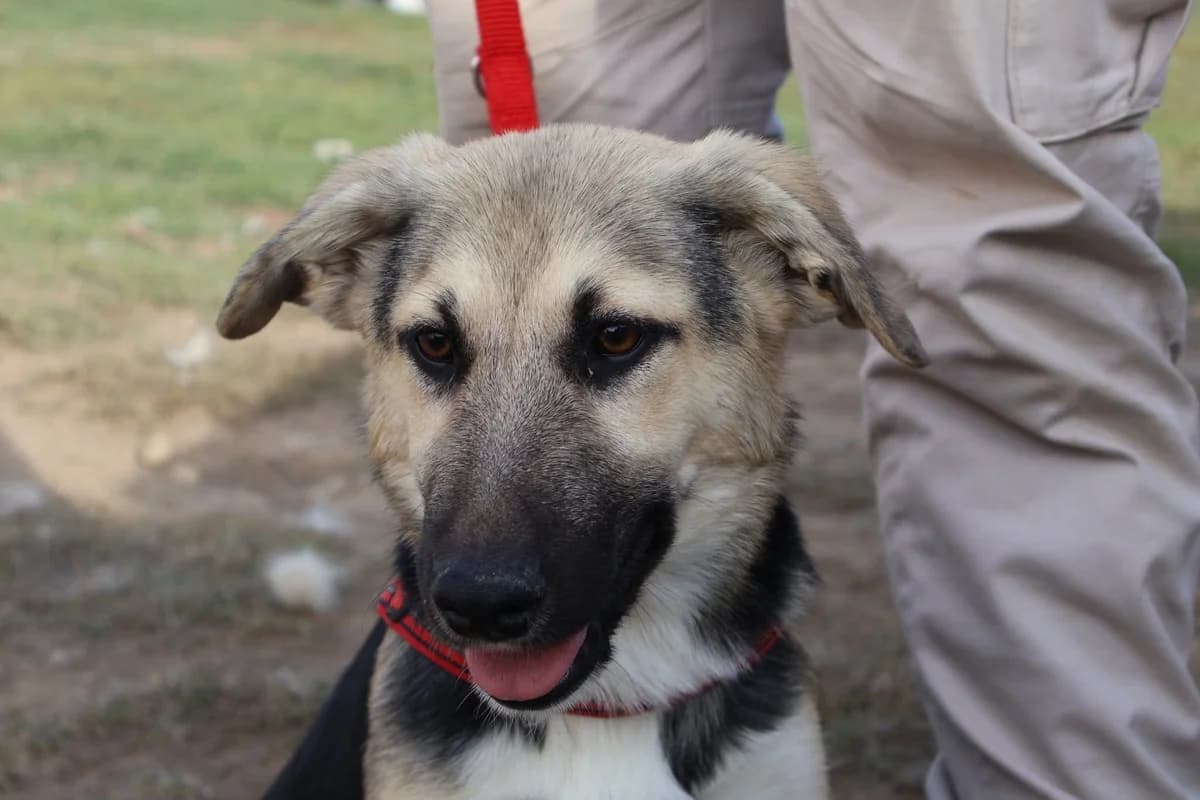 Adela, beige female puppy Mixed Breed for adoption at Ein Herz für Streuner e.V., München