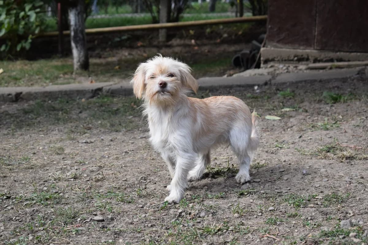 Adele, young Mixed Breed for adoption at Ein Herz für Streuner e.V., München