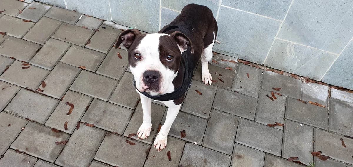 Adele, female 3yo Mixed Breed for adoption at Ein Herz für Streuner e.V., München