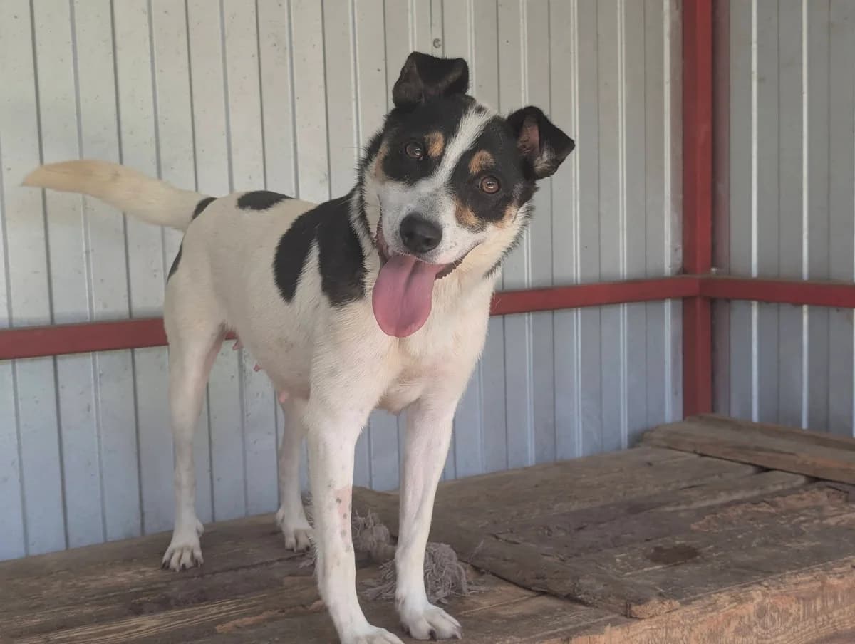 Adele, female young Mixed Breed for adoption at Ein Herz für Streuner e.V., München
