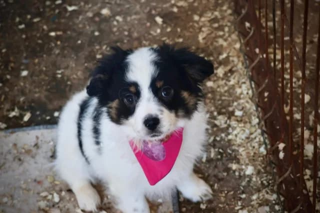 Adelheid, puppy Mixed Breed for adoption at Ein Herz für Streuner e.V., München