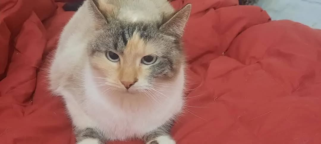 Adelheit, female 3yo Mixed Breed for adoption at Ein Herz für Streuner e.V., München