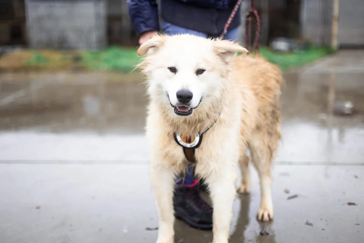 Adi, male young Mixed Breed for adoption at Ein Herz für Streuner e.V., München