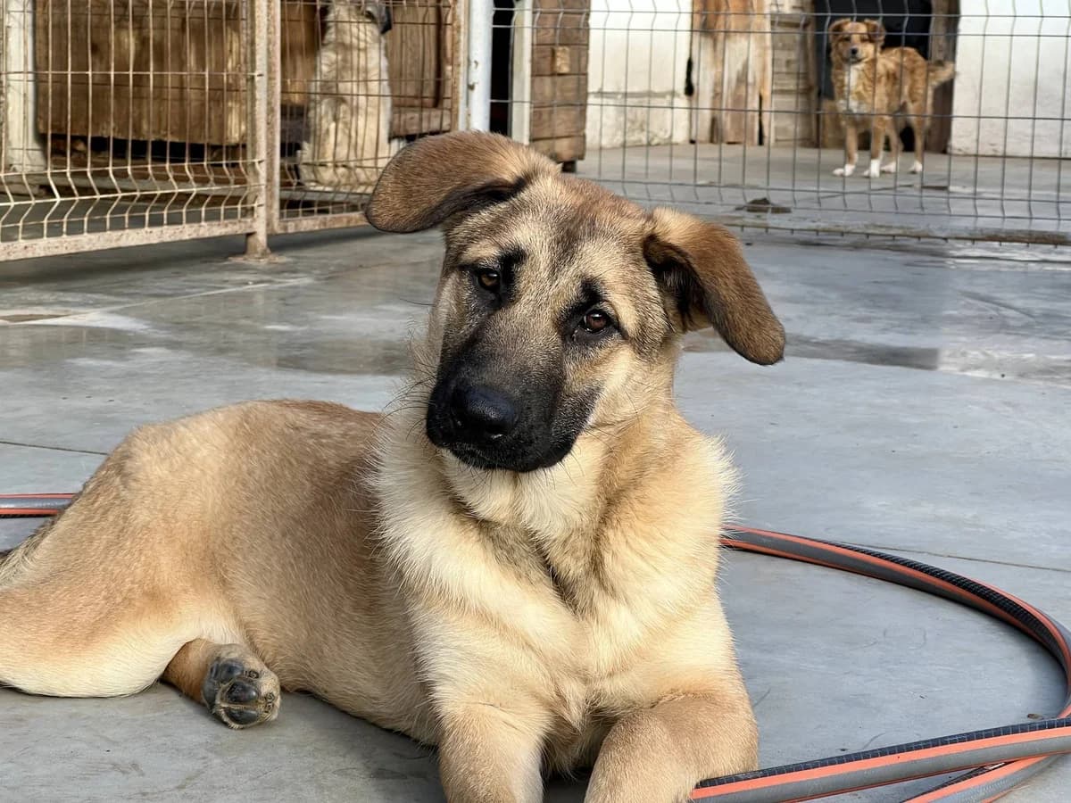 Adina, female puppy Mixed Breed for adoption at Ein Herz für Streuner e.V., München