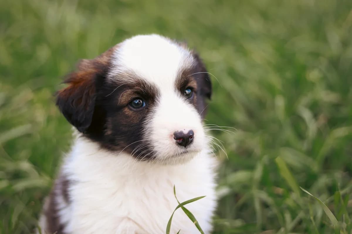 Adsila, female puppy Mixed Breed for adoption at Ein Herz für Streuner e.V., München