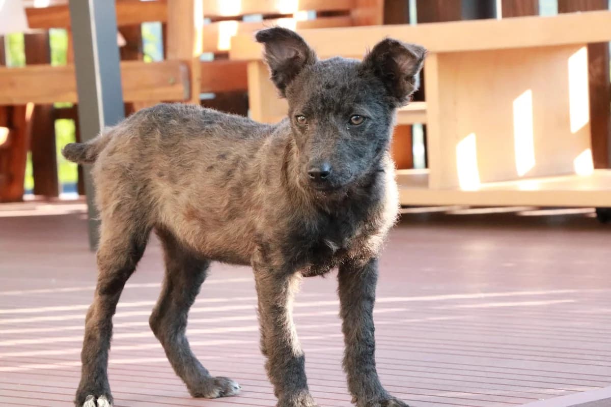 Aelia, female puppy Mixed Breed for adoption at Ein Herz für Streuner e.V., München