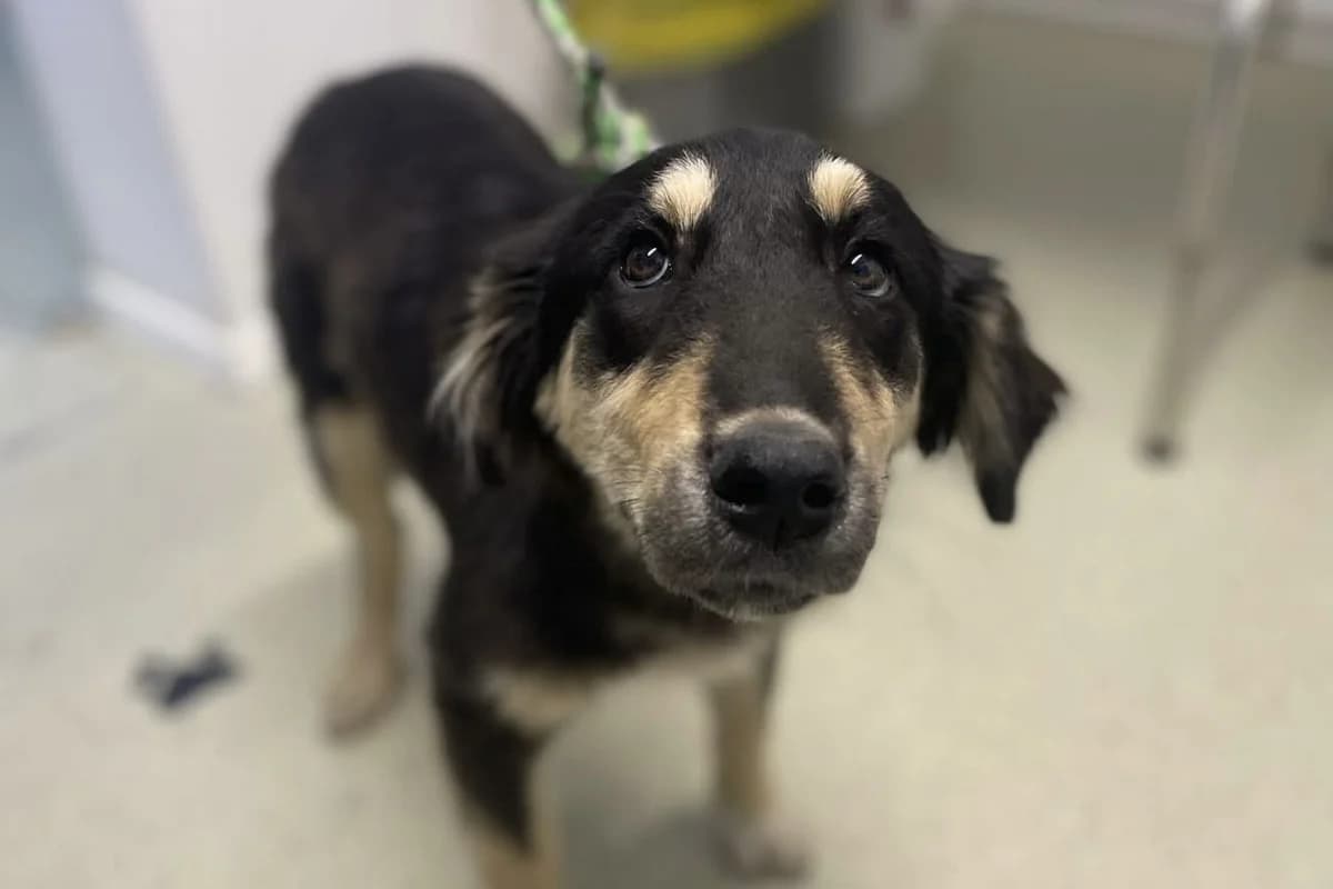Afra, female puppy Mixed Breed for adoption at Ein Herz für Streuner e.V., München