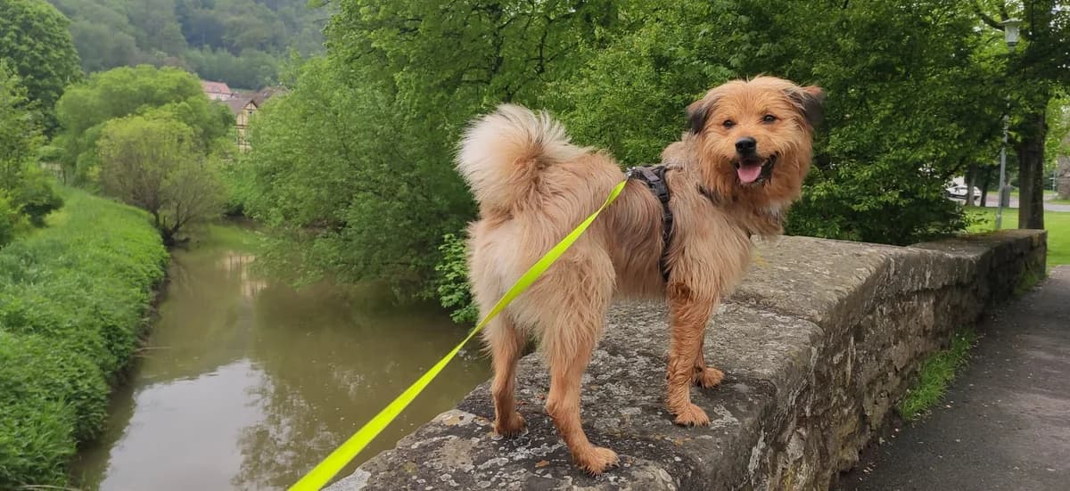 Afrim, male young Mixed Breed for adoption at Ein Herz für Streuner e.V., München