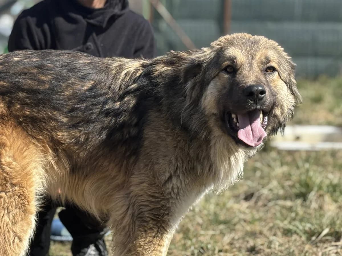Agatha, female 5yo Mixed Breed for adoption at Ein Herz für Streuner e.V., München