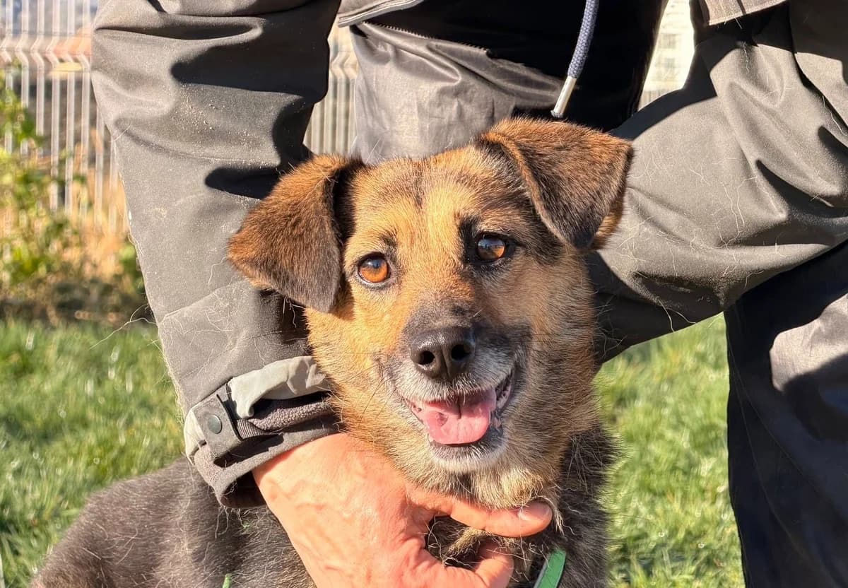 Agla, female 5yo Mixed Breed for adoption at Ein Herz für Streuner e.V., München