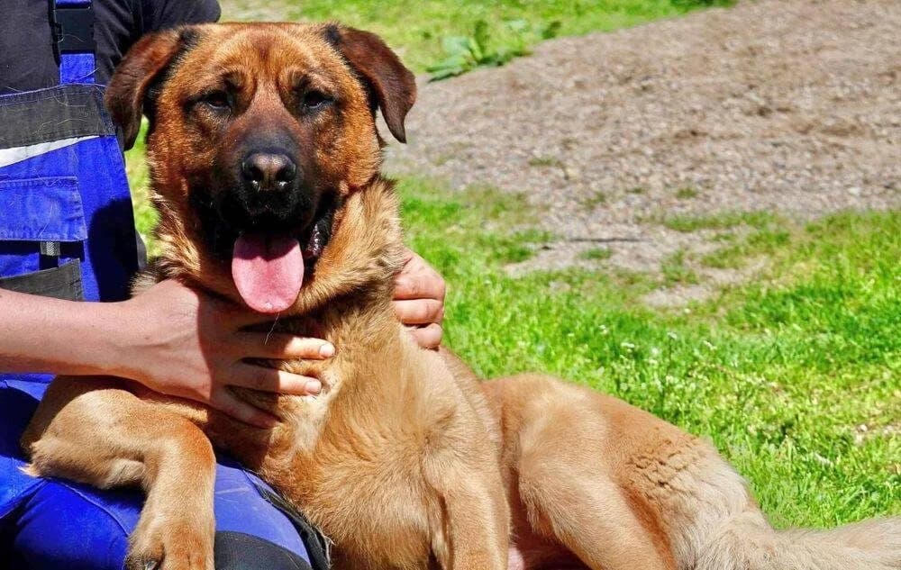 Agnar, Mixed Breed for adoption at Ein Herz für Streuner e.V., München