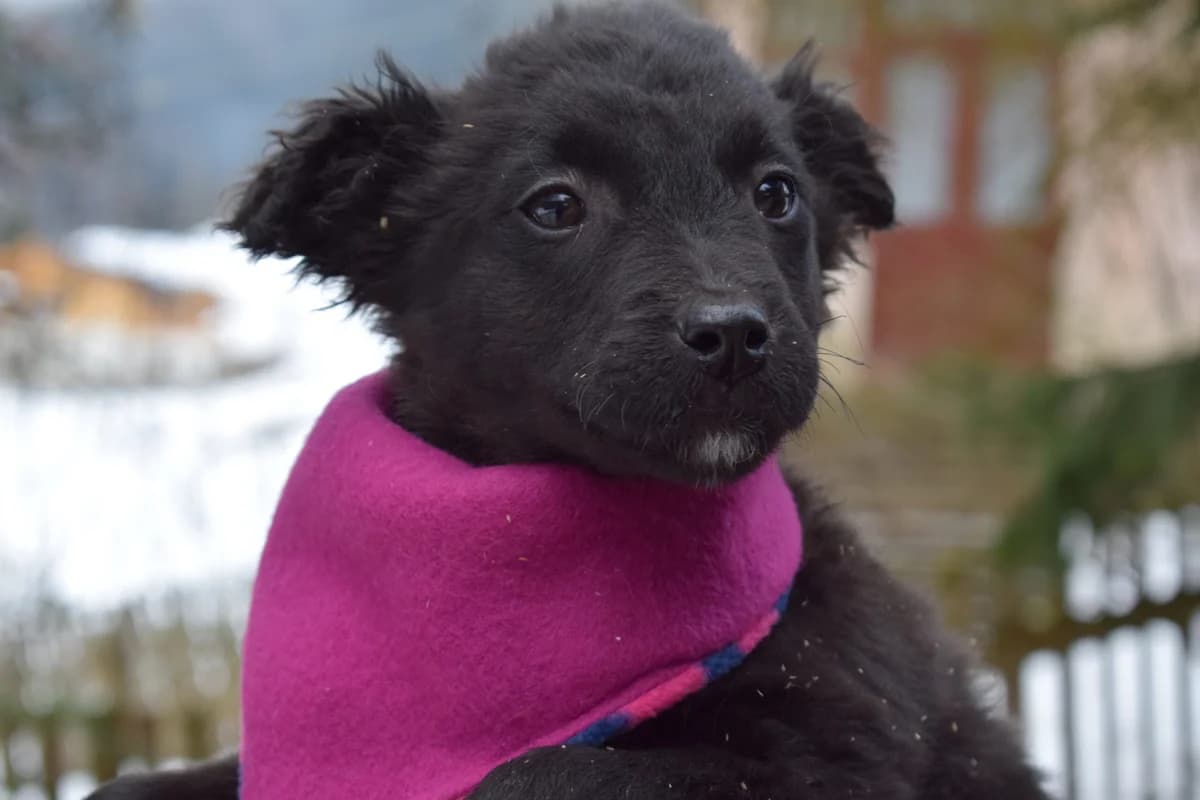 Ahsoka, female puppy Mixed Breed for adoption at Ein Herz für Streuner e.V., München