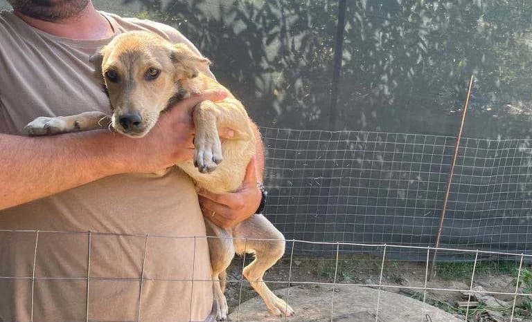 Ahsoka, young Mixed Breed for adoption at Ein Herz für Streuner e.V., München