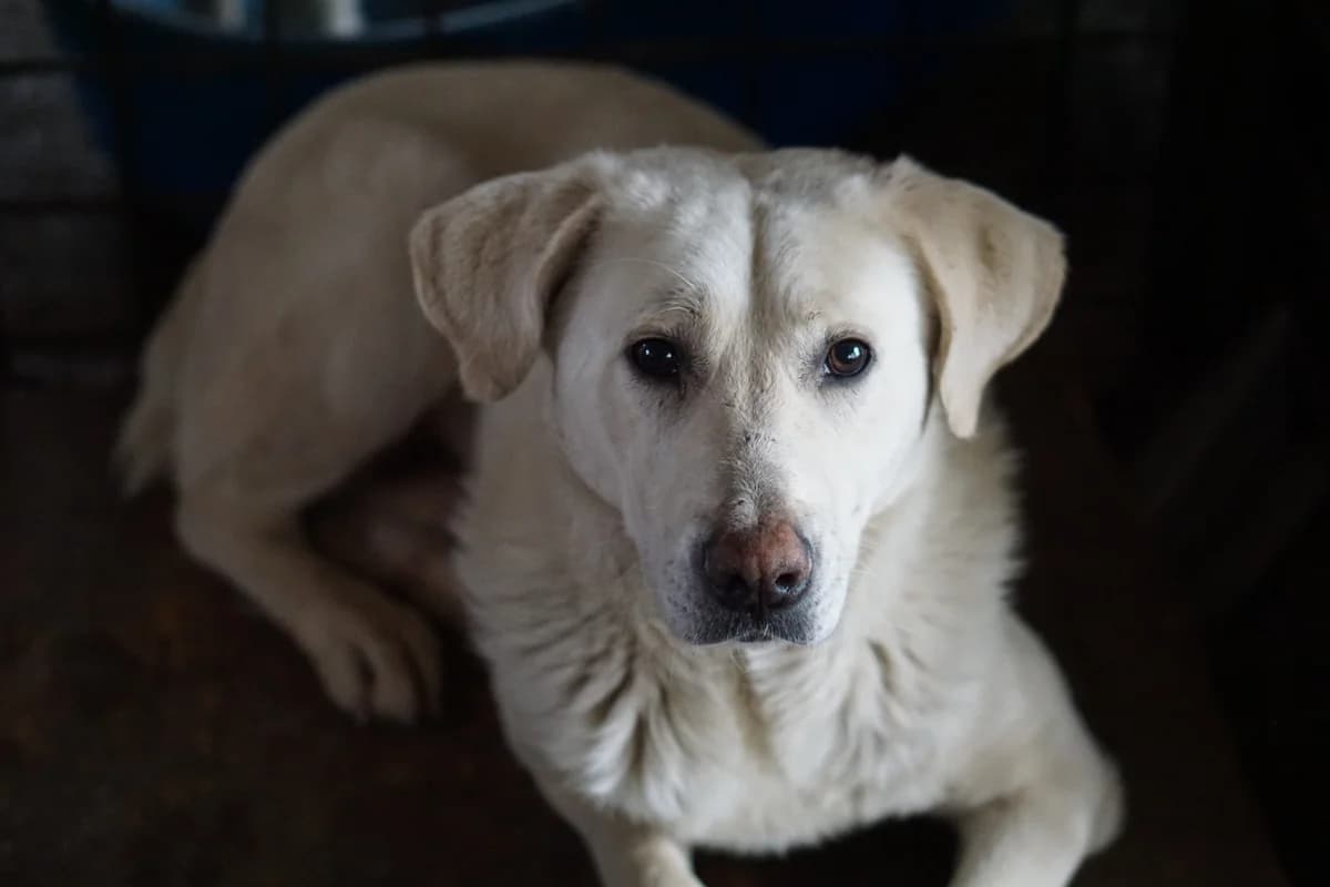 Aico, weiß male 5yo Mixed Breed for adoption at Ein Herz für Streuner e.V., München