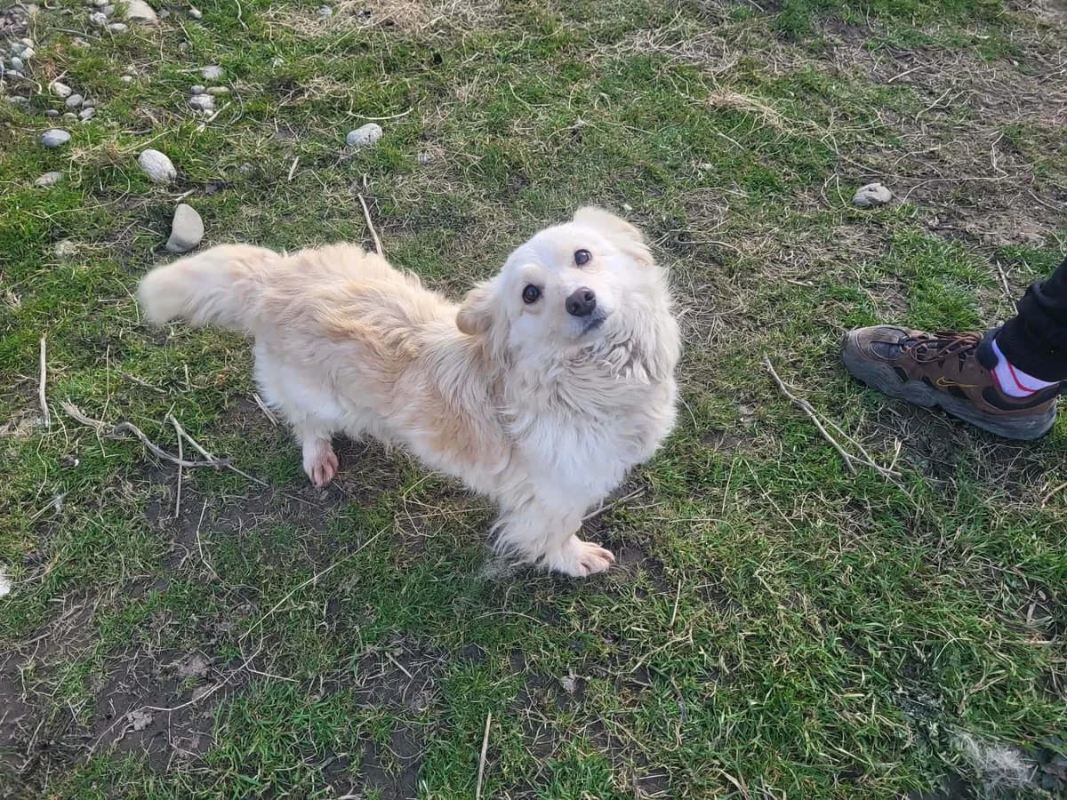 Aida, puppy Mixed Breed for adoption at Ein Herz für Streuner e.V., München