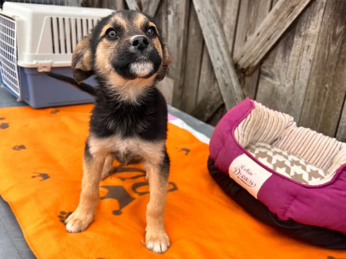 Aiden, braun male puppy Mixed Breed for adoption at Ein Herz für Streuner e.V., München