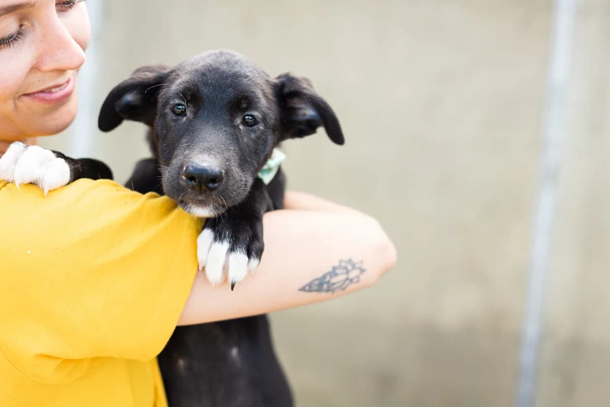 Aiden, weiß male puppy Mixed Breed for adoption at Ein Herz für Streuner e.V., München
