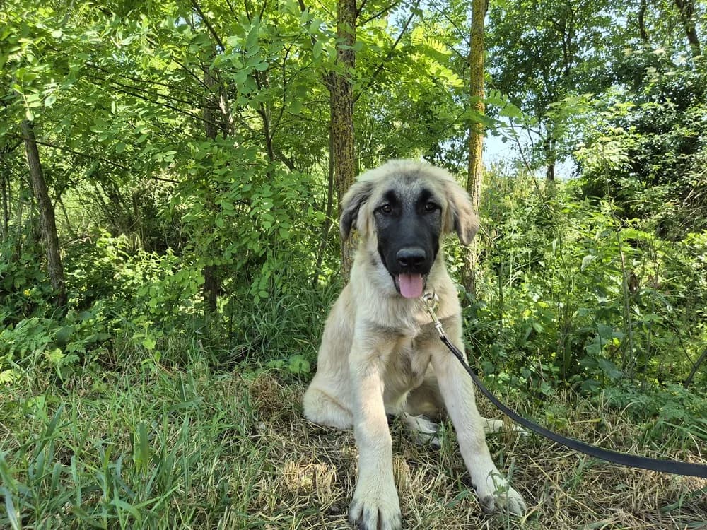Aiden, male puppy Mixed Breed for adoption at Ein Herz für Streuner e.V., München
