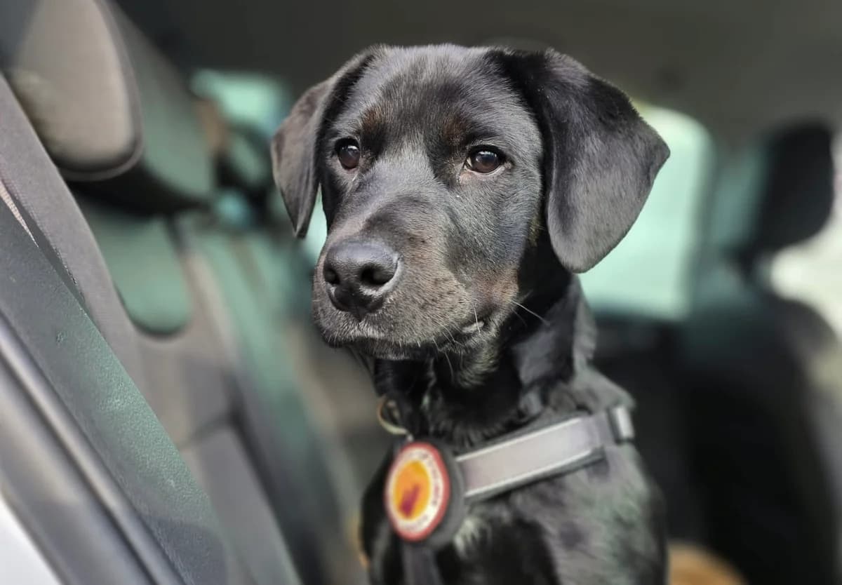 Aiden, male puppy Mixed Breed for adoption at Ein Herz für Streuner e.V., München