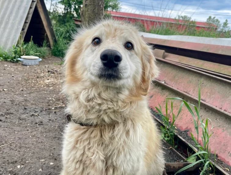 Aika, female senior Mixed Breed for adoption at Ein Herz für Streuner e.V., München