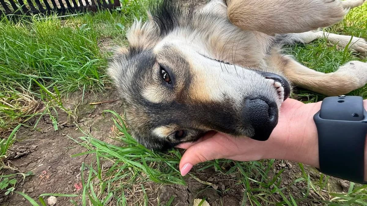 Aika, female young Mixed Breed for adoption at Ein Herz für Streuner e.V., München