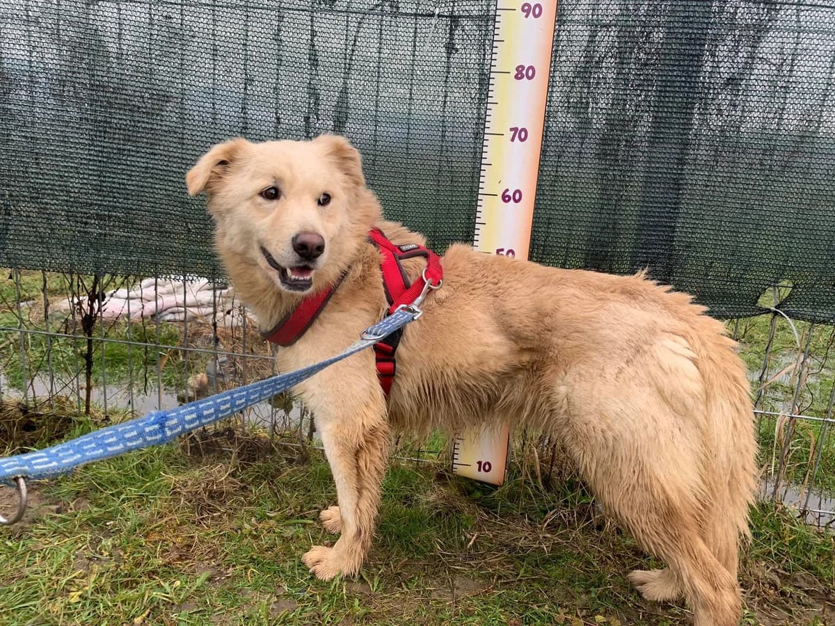 Aiko, beige male 5yo Mixed Breed for adoption at Ein Herz für Streuner e.V., München