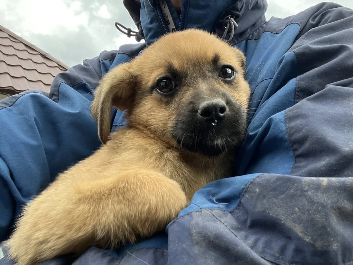 Aila, rot female puppy Mixed Breed for adoption at Ein Herz für Streuner e.V., München