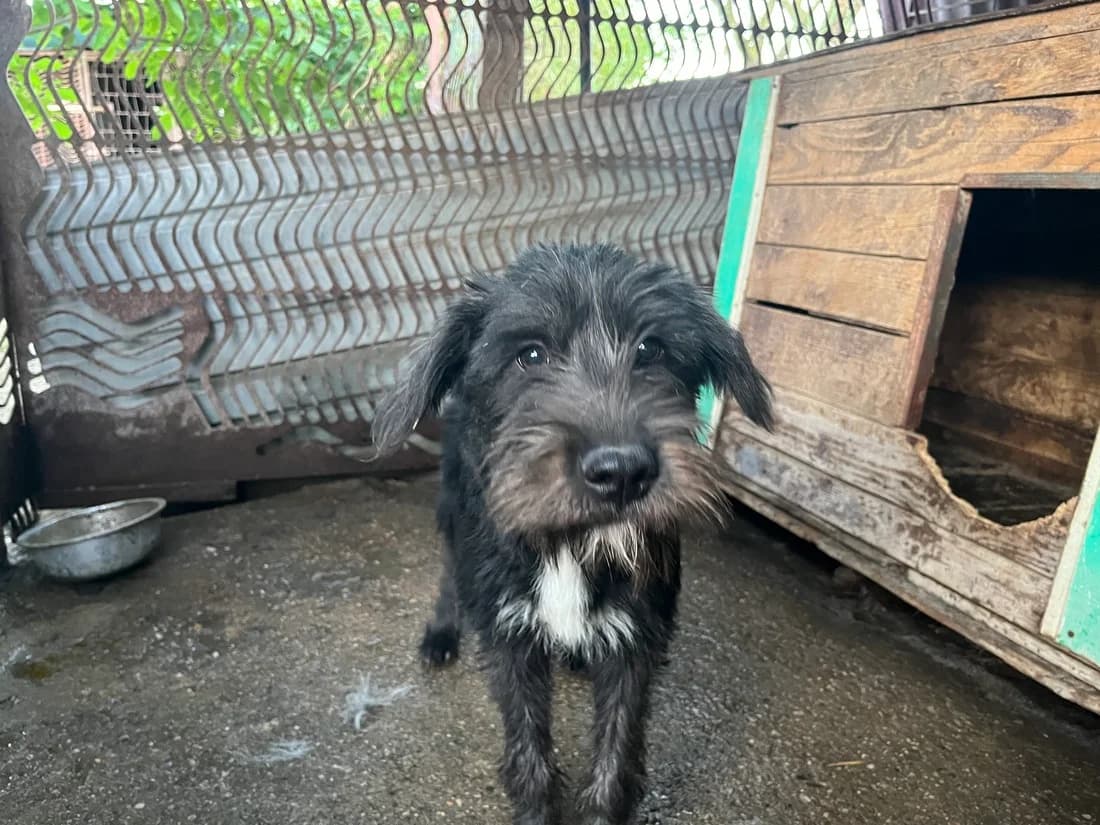 Ailani, female puppy Mixed Breed for adoption at Ein Herz für Streuner e.V., München